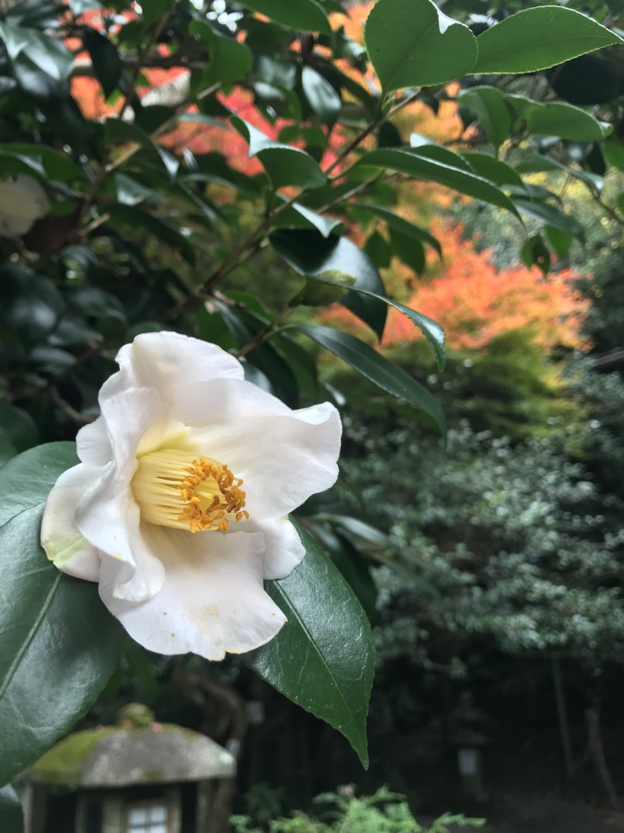なんと早い椿が咲き始めました！ ｜ [公式] 大豊神社